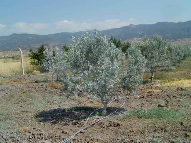 Name:  IMAG0035.jpg
Views: 2975
Size:  70.8 KB