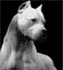 Elpresacanario's Avatar