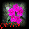 etin.'s Avatar