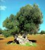 NTEPE's Avatar