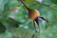 birarinna's Avatar