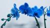 Orchid Midnight's Avatar