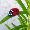 Babiko's Avatar