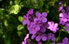hesperis's Avatar