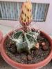 astrophytum35's Avatar