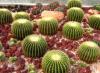 ECHINOCACTUS's Avatar