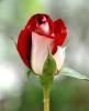 Floras's Avatar