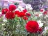 sibel_dinler's Avatar