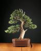 mr.bonsai's Avatar