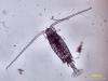 copepod's Avatar
