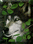 tkaraaslan's Avatar