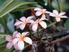 impatiens's Avatar