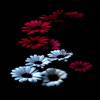 FarukTUNCA's Avatar