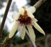chimonanthus's Avatar