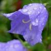 RhododendronB's Avatar