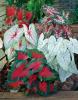 Caladium's Avatar