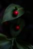 ruscus's Avatar